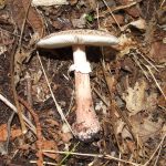 Blusher, Amanita rubescens