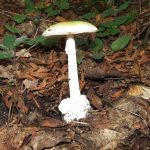 Blusher, Amanita rubescens