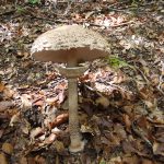 Parasol, Macrolepiota procera