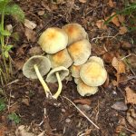 Sulphur tuft, Hypholoma fasciculare