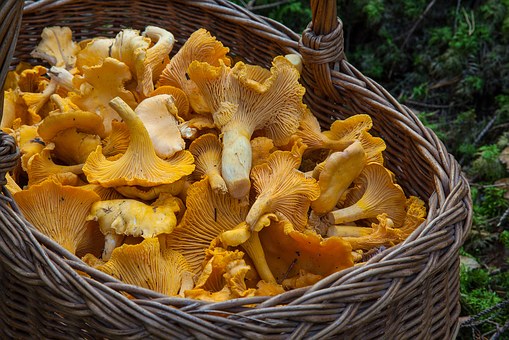 Guest Post – Mushroom foraging