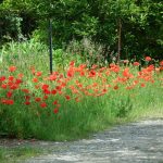 poppies in Ceret