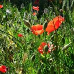 poppies